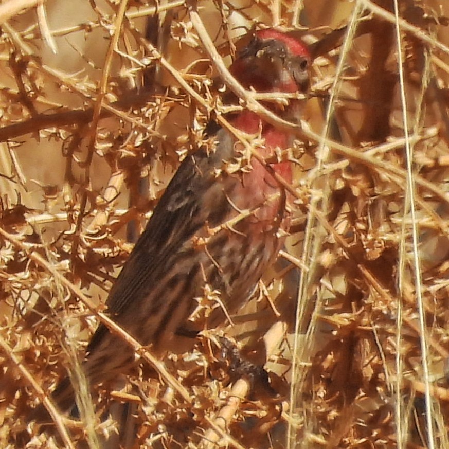 House Finch - ML631152361