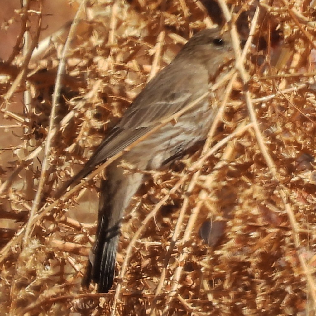 House Finch - ML631152375