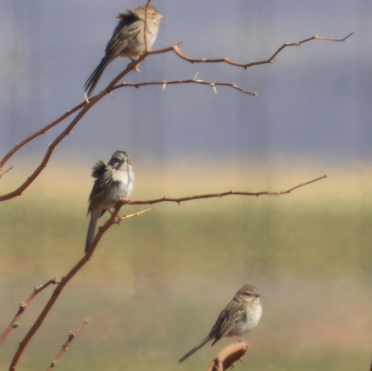 Brewer's Sparrow - ML631152388