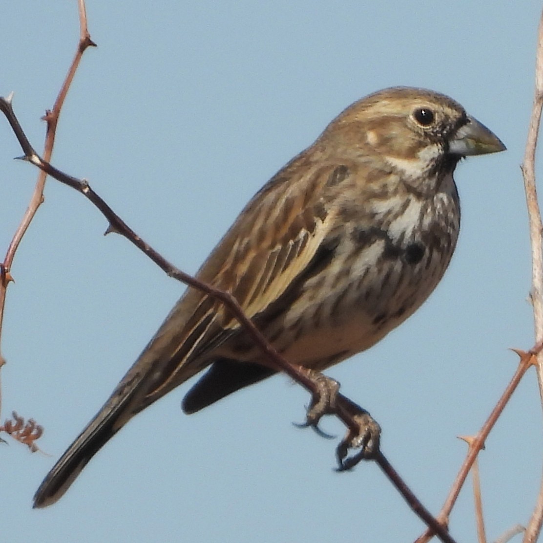 Lark Bunting - ML631152401