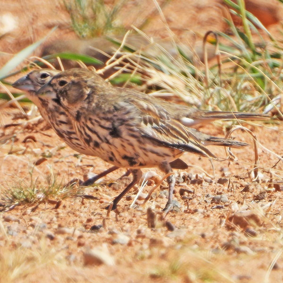 Lark Bunting - ML631152408