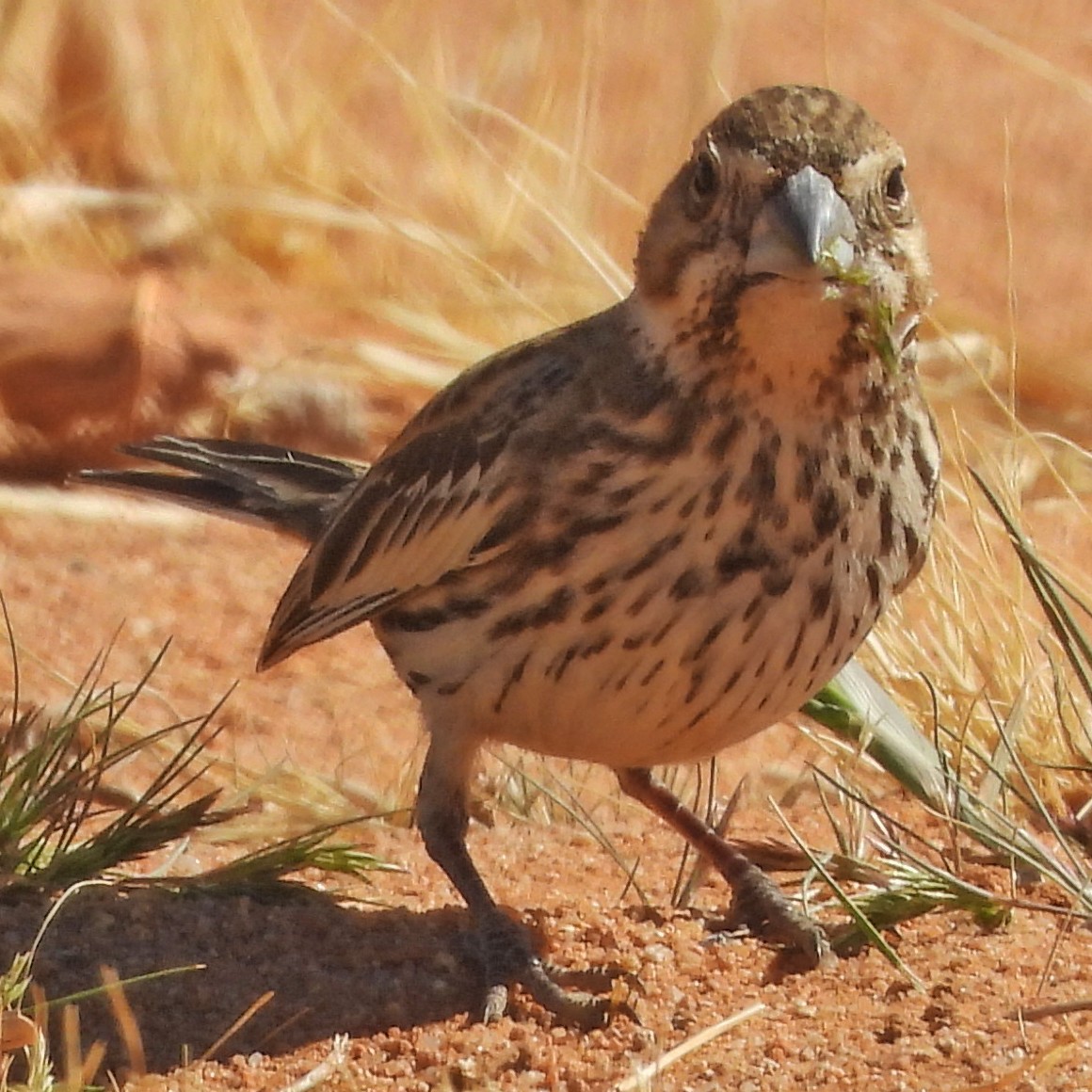 Lark Bunting - ML631152425