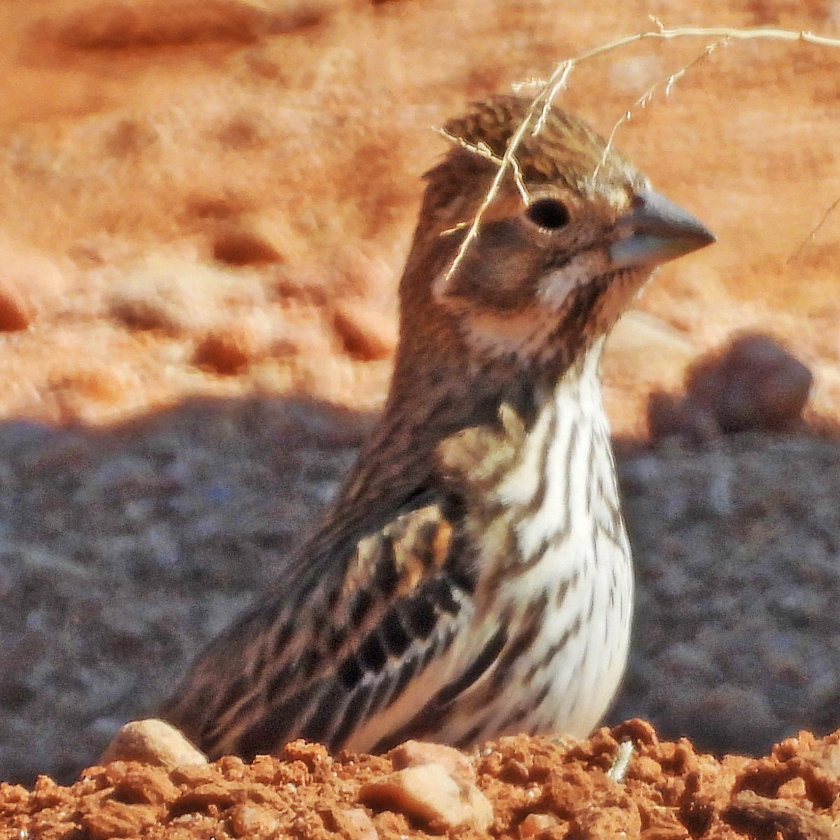 Lark Bunting - ML631152437