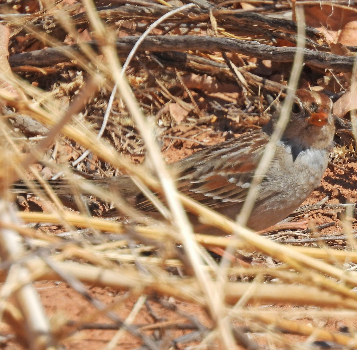 White-crowned Sparrow - ML631152447