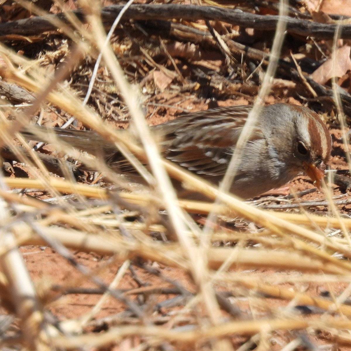 White-crowned Sparrow - ML631152458