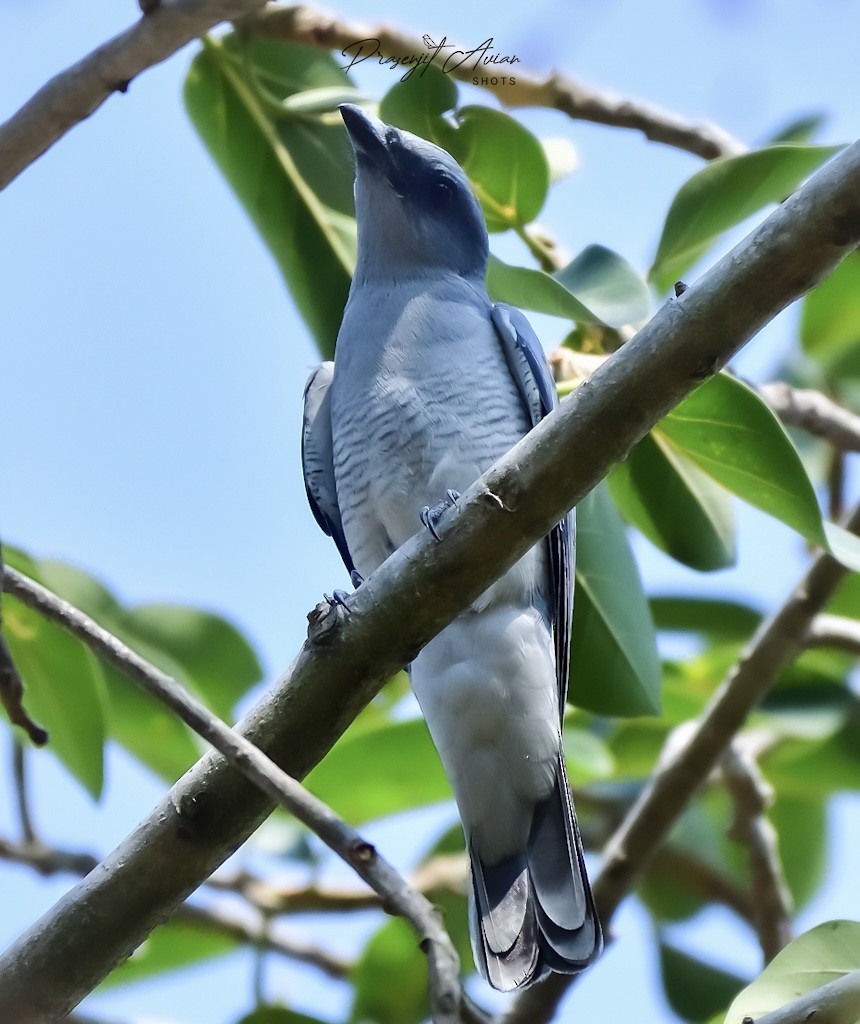 Indian Cuckooshrike - ML631152508