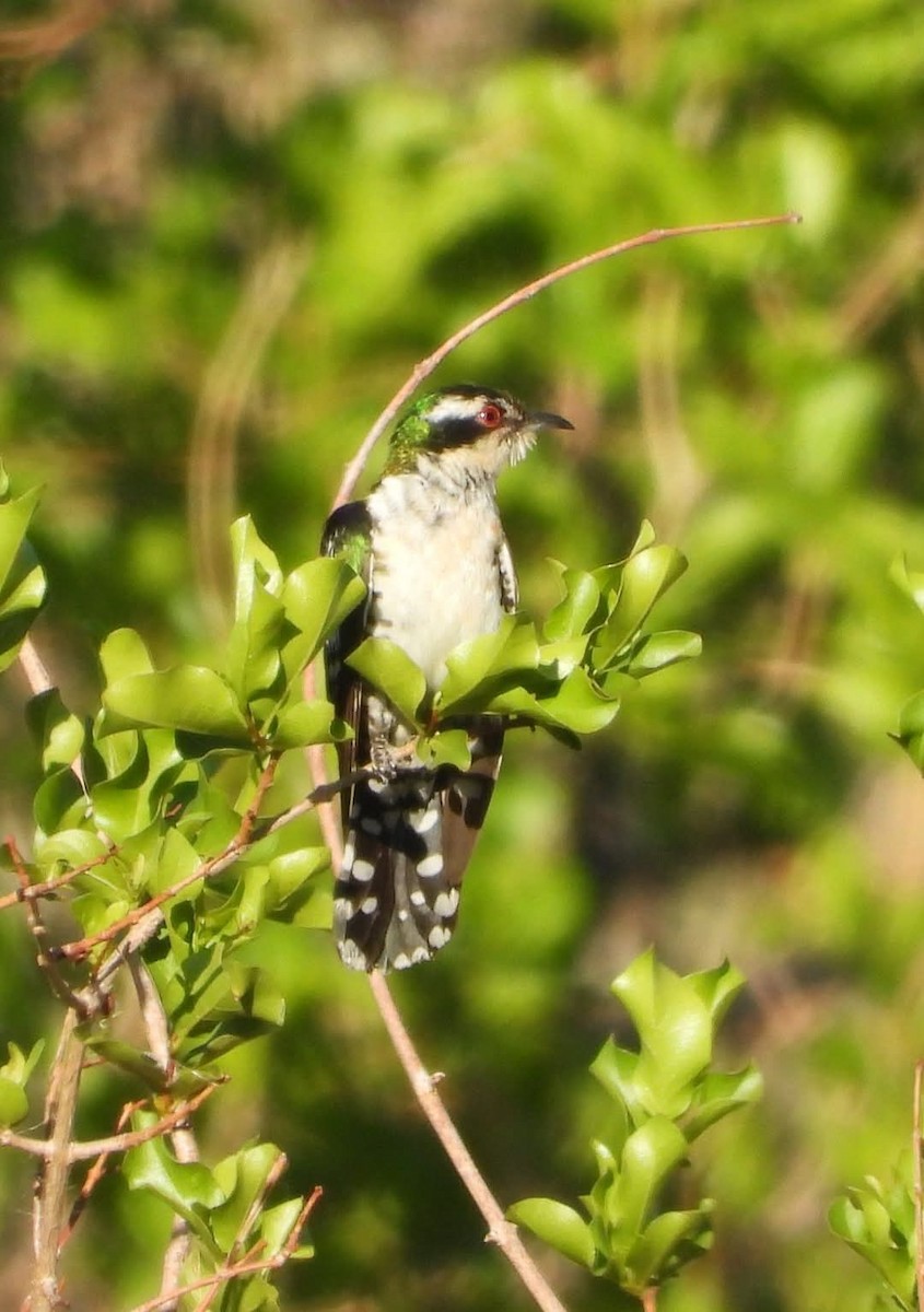 Dideric Cuckoo - ML631152704