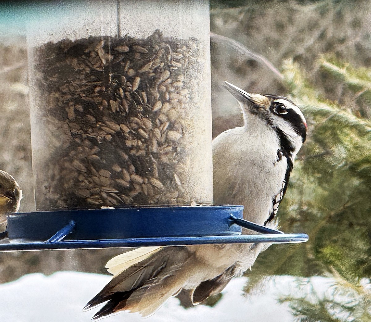 Hairy Woodpecker - ML631152850
