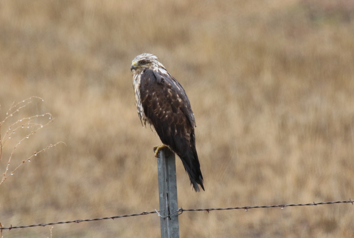 Rough-legged Hawk - ML631153038