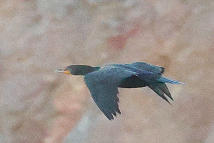 Double-crested Cormorant - ML631153054