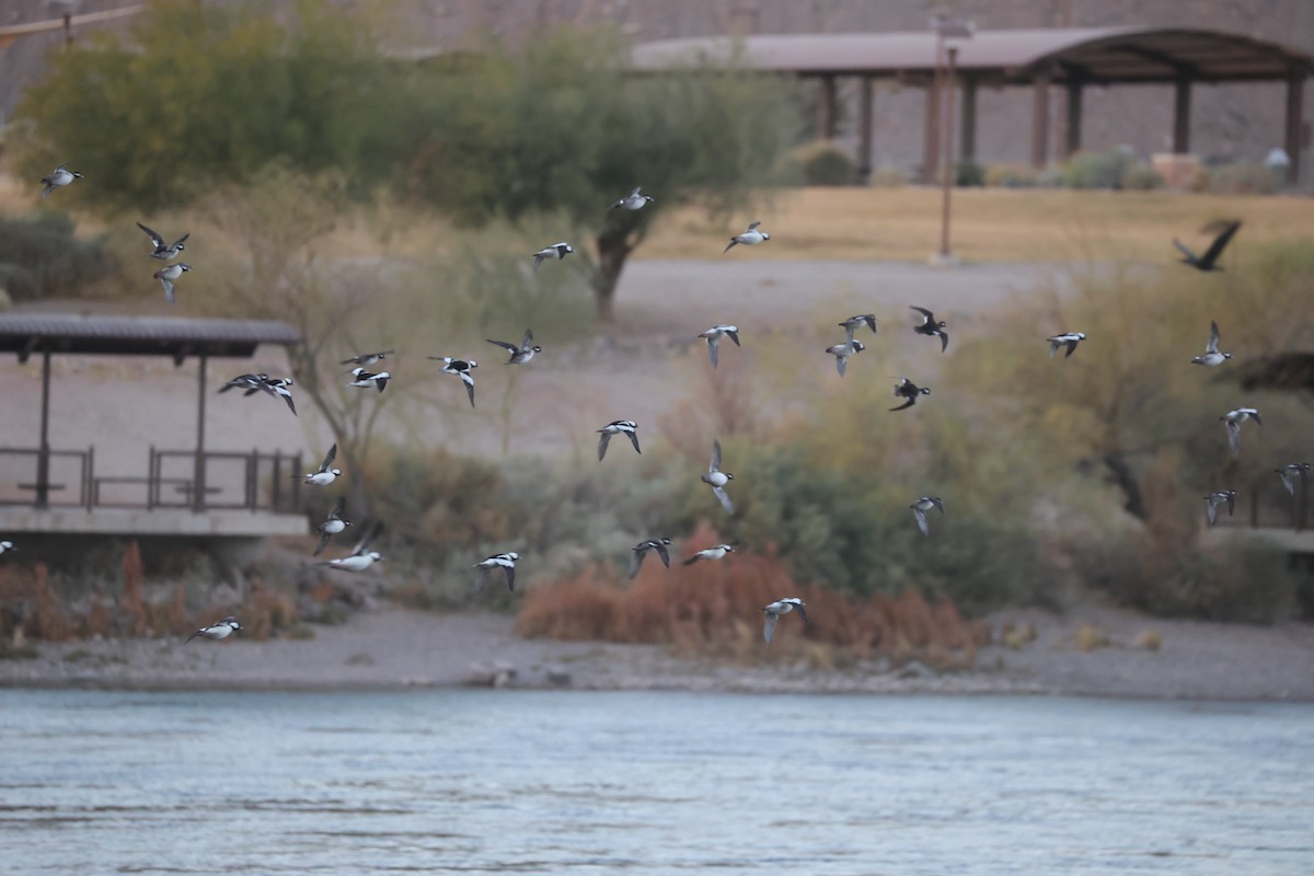 Bufflehead - ML631153065