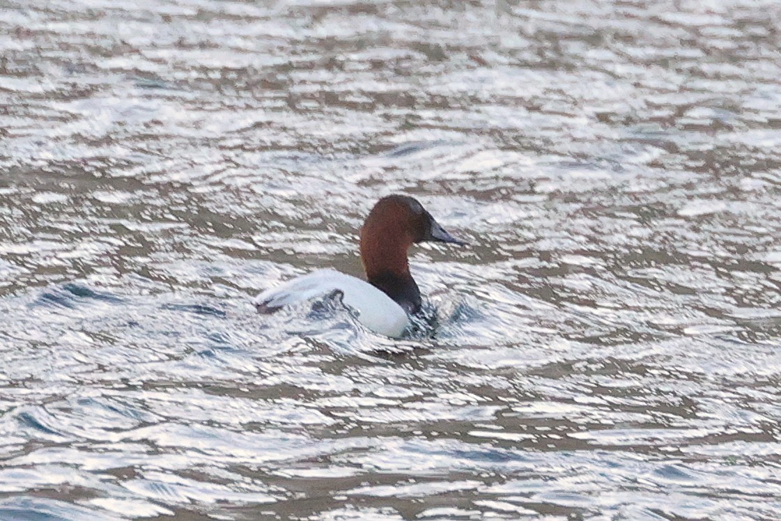 Canvasback - ML631153178
