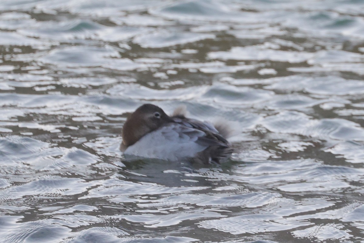 Canvasback - ML631153186