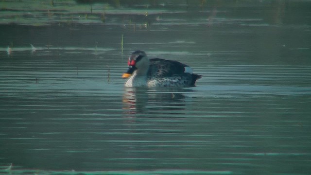Indian Spot-billed Duck - ML631153205