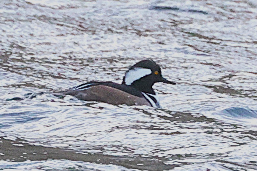 Hooded Merganser - ML631153213