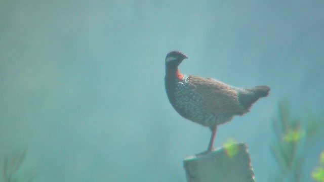 Black Francolin - ML631153226