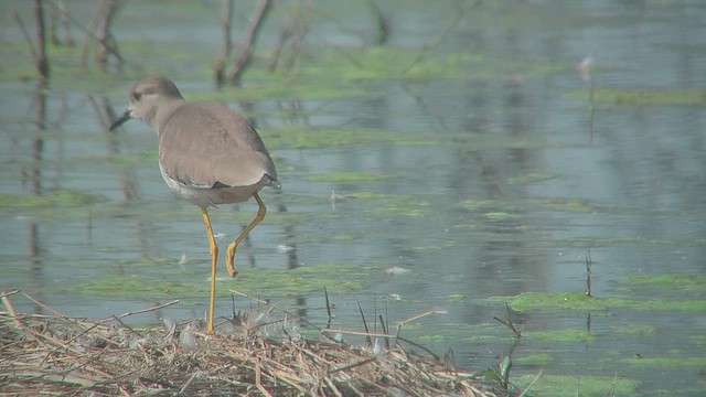 White-tailed Lapwing - ML631153261