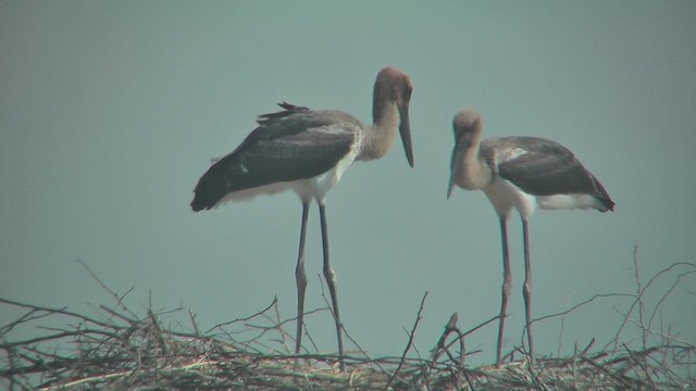 Asian Woolly-necked Stork - ML631153303