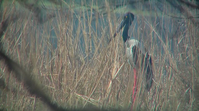 Black-necked Stork - ML631153310