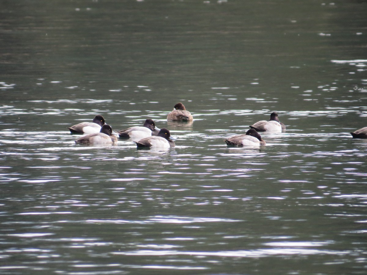 Lesser Scaup - ML631153378