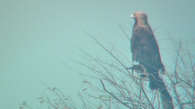 Aigle impérial - ML631153414