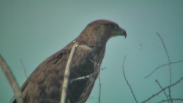 Bonelli's Eagle - ML631153484