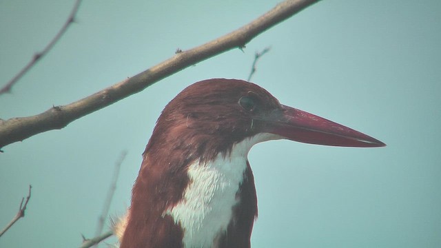 White-throated Kingfisher - ML631153504