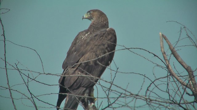 Bonelli's Eagle - ML631153524