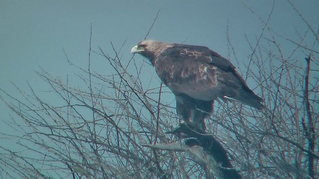 Aigle impérial - ML631153534