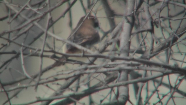 Red-tailed/Isabelline/Brown Shrike - ML631153537