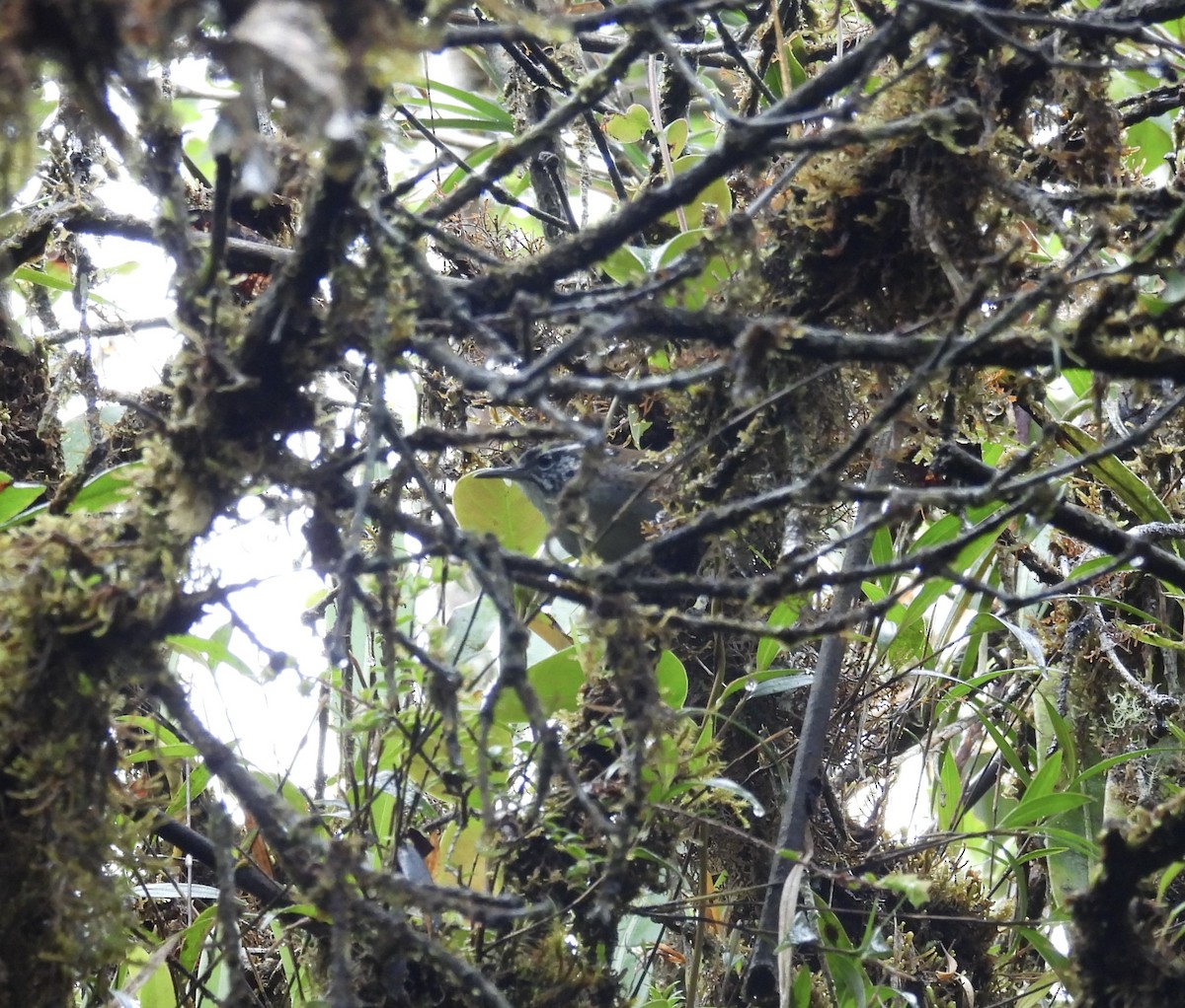Bar-winged Wood-Wren - ML631153774