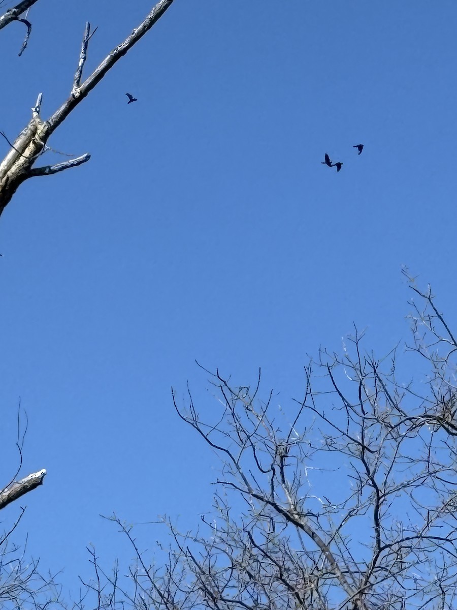 Common Raven - ML631153811