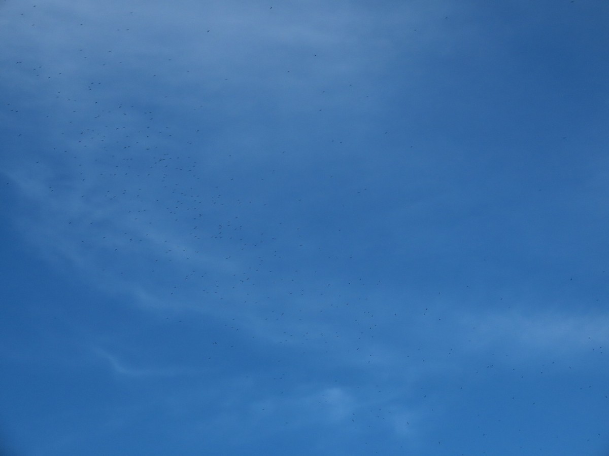 Biscutate Swift - ML631153829