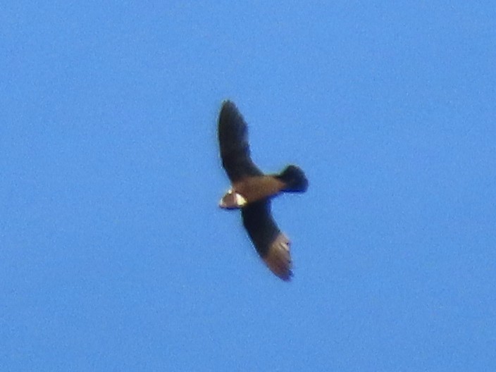 Biscutate Swift - ML631153830