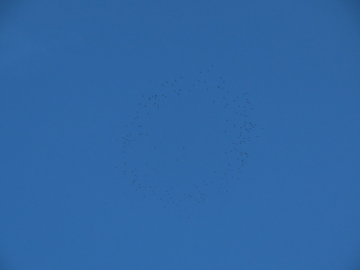 Biscutate Swift - ML631153831