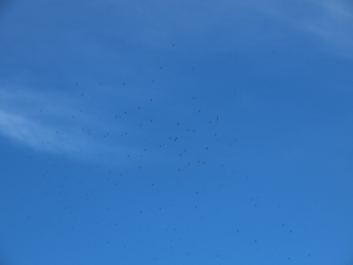 Biscutate Swift - ML631153832