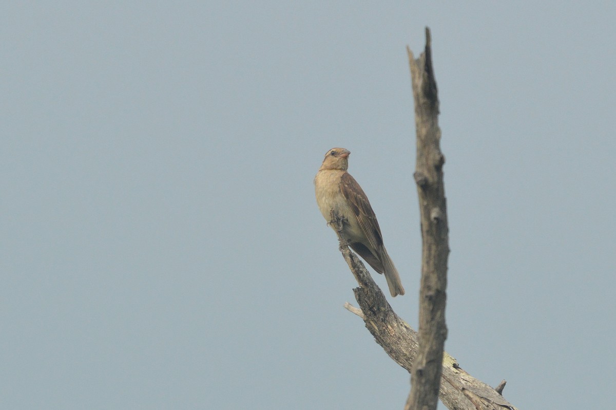 Moineau bridé - ML631153833