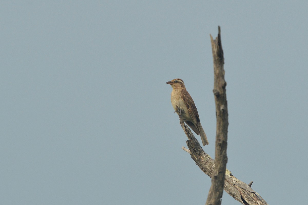 Moineau bridé - ML631153834