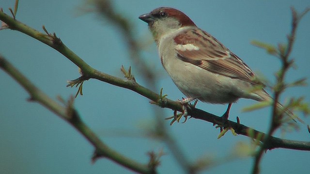 Moineau du Sind - ML631153879