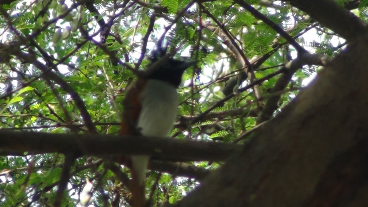 Indian Paradise-Flycatcher - ML631154036