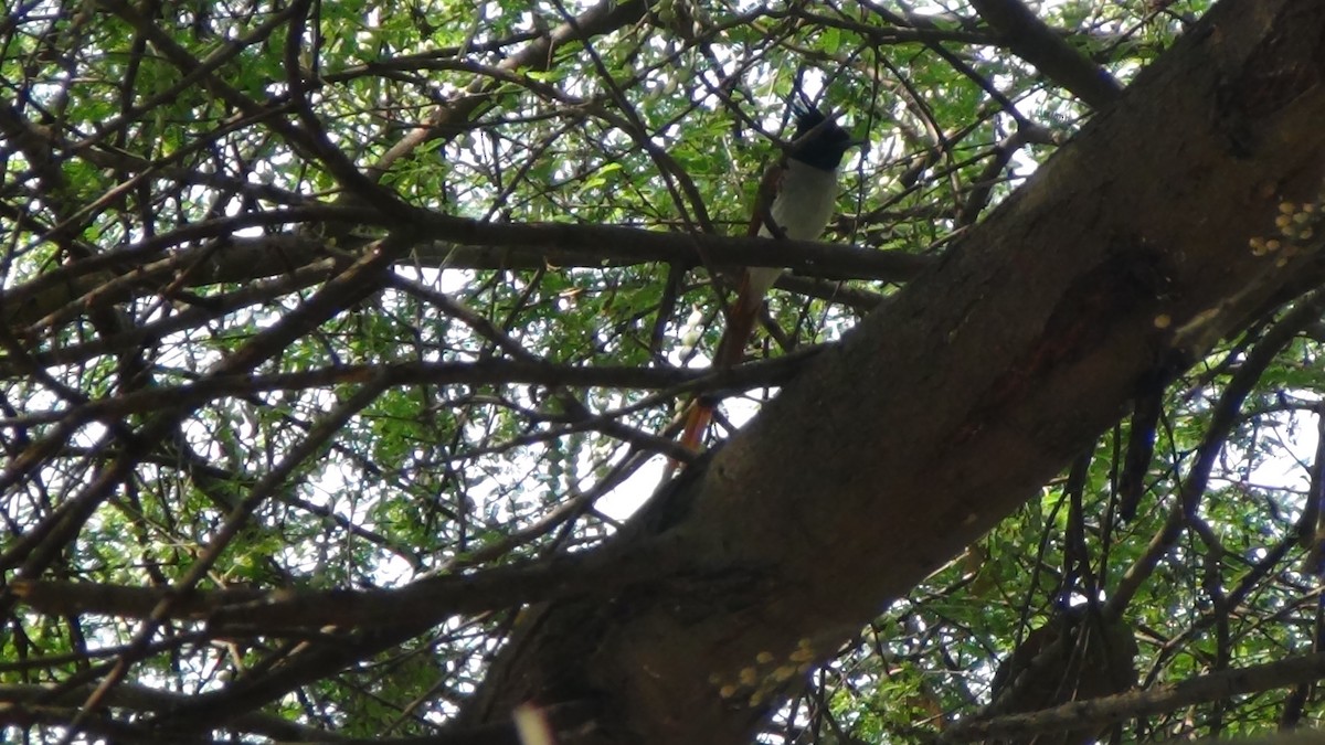 Indian Paradise-Flycatcher - ML631154037