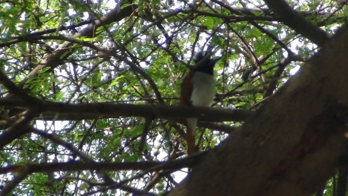 Indian Paradise-Flycatcher - ML631154038