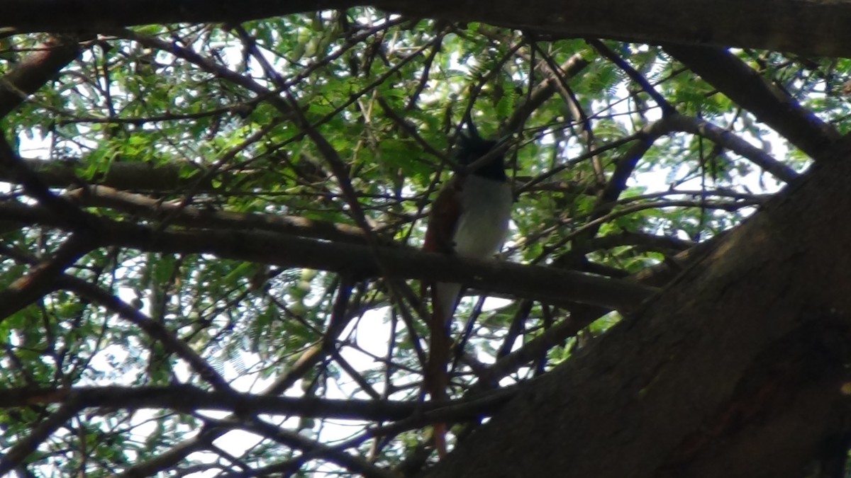 Indian Paradise-Flycatcher - ML631154039
