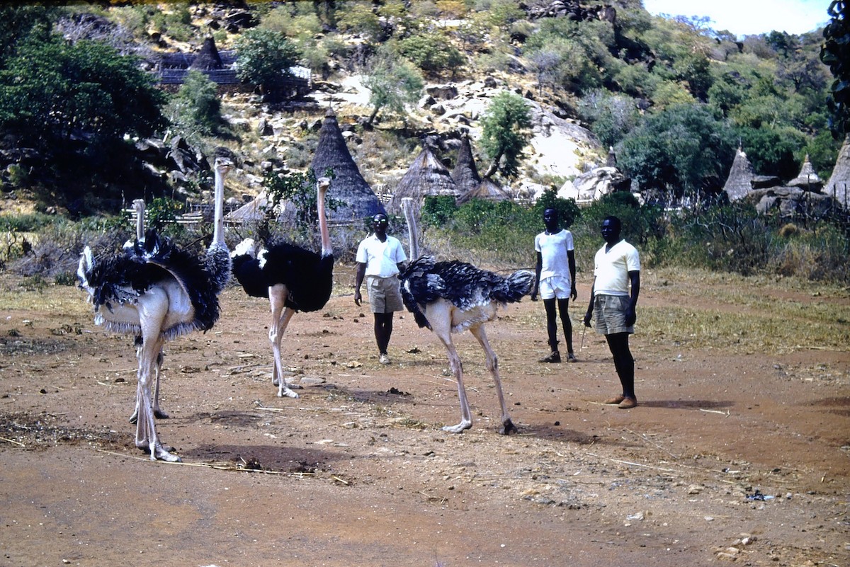 Common Ostrich - ML631154125