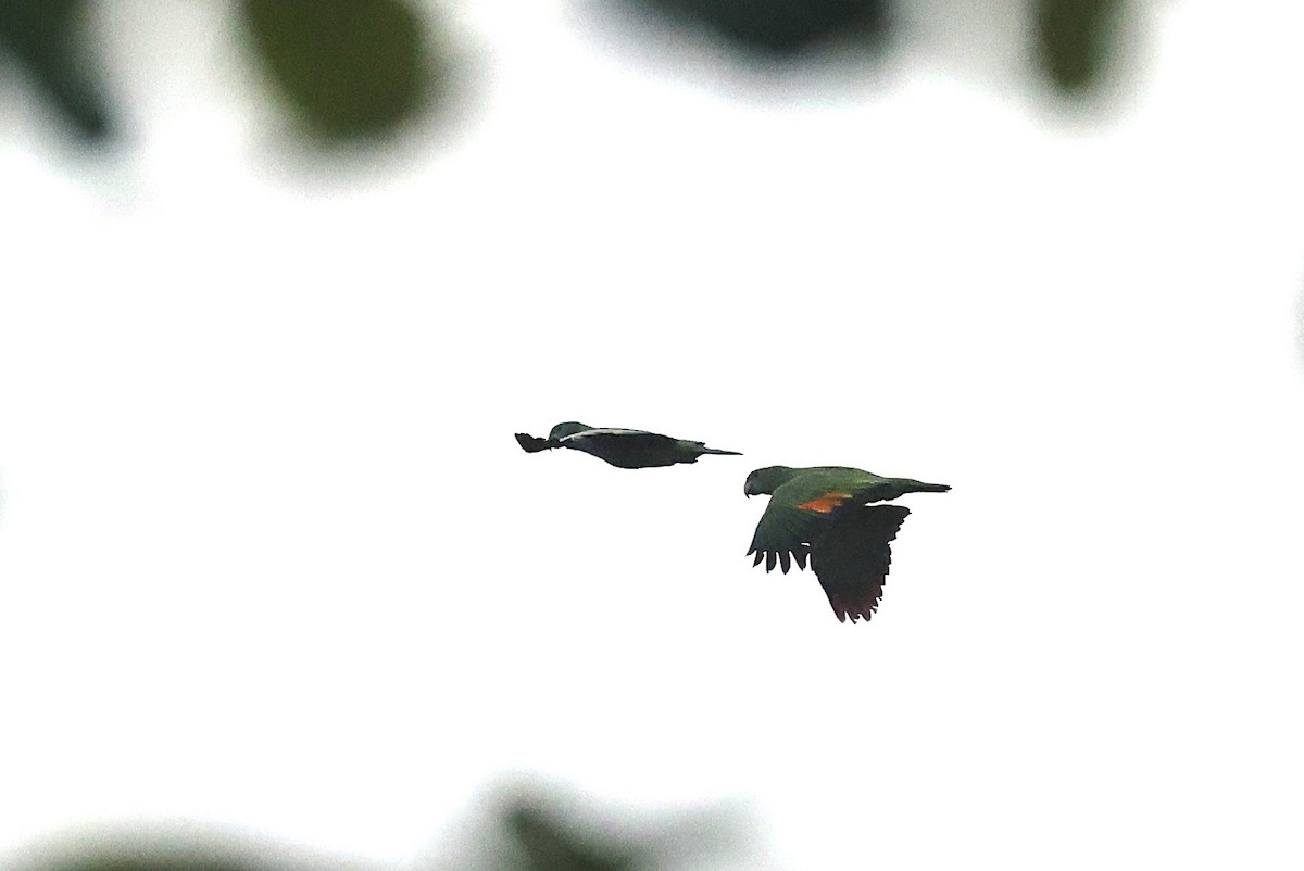 Blue-cheeked Amazon - ML631154149