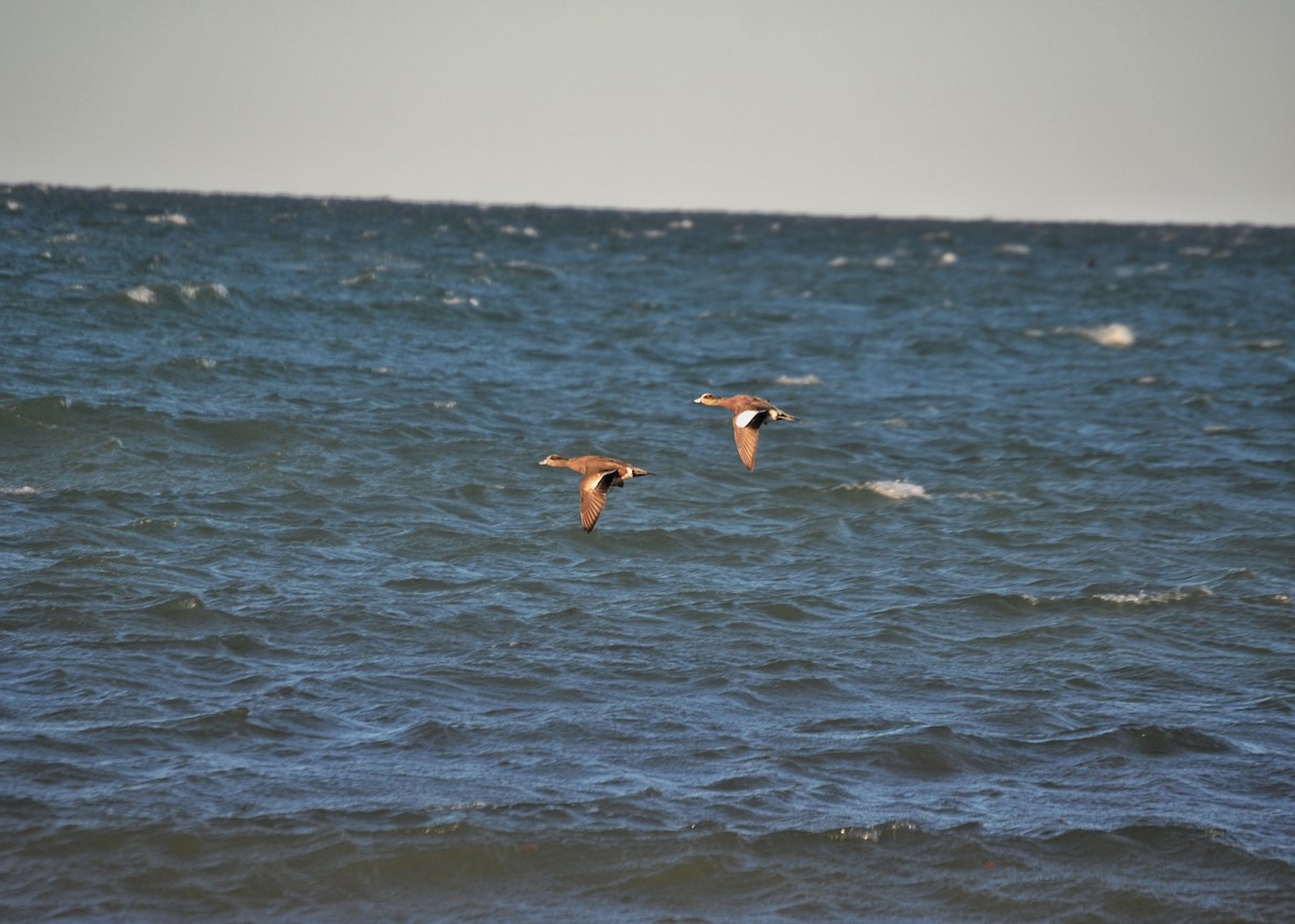 American Wigeon - ML631154332