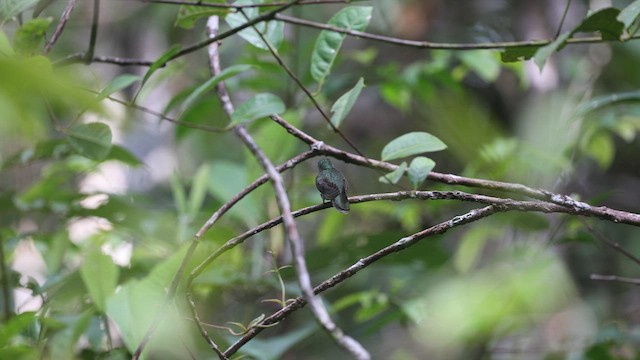Gray-breasted Sabrewing - ML631154395