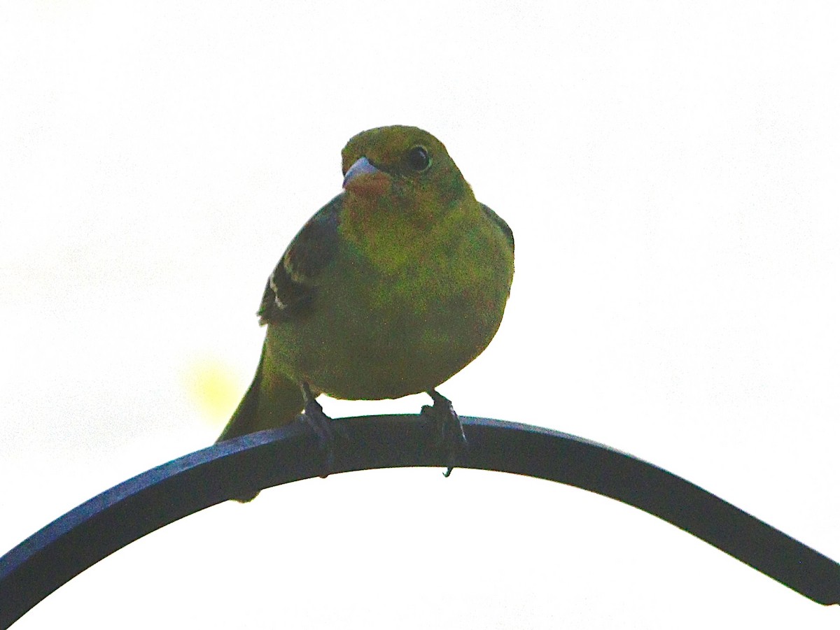 Western Tanager - ML631154536