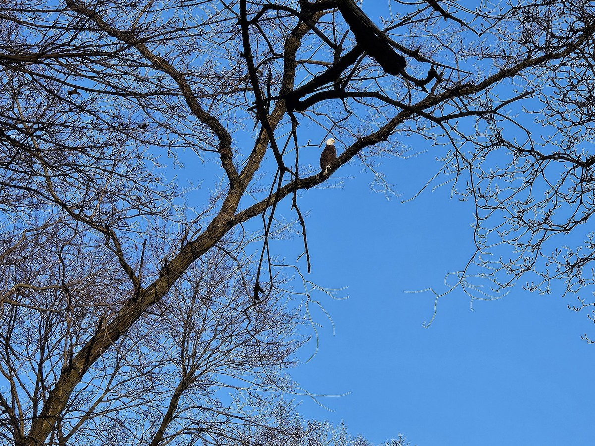 Bald Eagle - ML631154603