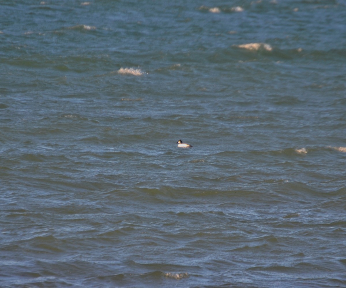 Common Goldeneye - ML631154634